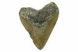 Serrated, Fossil Megalodon Tooth - North Carolina #338496-1